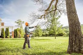 Best Arborist Consultation Services  in Lakewood, CO